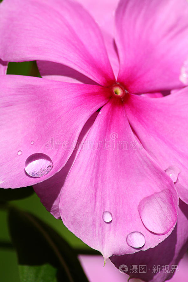 离体花叶莲藕008晨露中玫瑰的一部分玫瑰花瓣上的露珠红玫瑰水珠