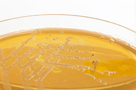 黄色琼脂上的乳白色细菌菌落