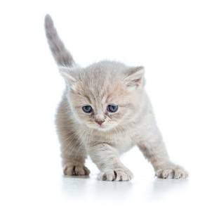 小灰小猫灰条纹小猫宝宝小灰小猫小灰小猫小灰小猫戏剧与孤立在白色的