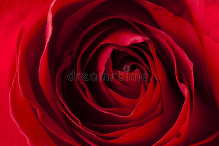 美丽的鲜红色玫瑰