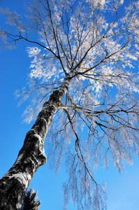 光秃秃的白桦树上结着霜图片