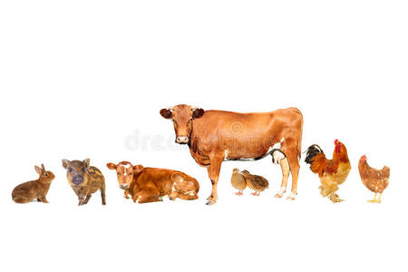 牲畜