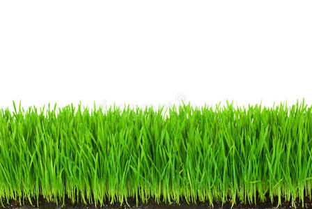 肥沃的土壤和露水的青草
