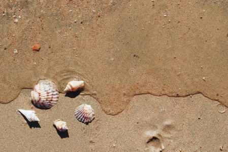 沙滩上不同的贝壳