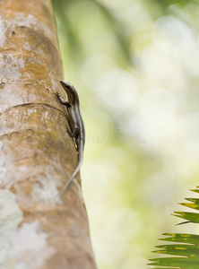 塞舌尔一只特有的绿色壁虎走下木柱的侧面照片