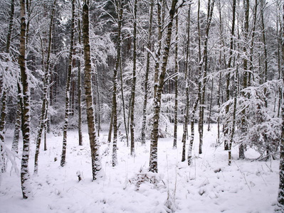 森林冬季