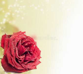 神奇背景下美丽的红玫瑰
