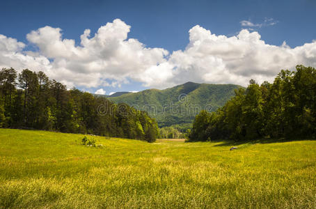 卡德斯湾大烟山国家公园春季风景名胜区