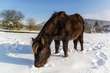 小马在雪地里挖掘食物