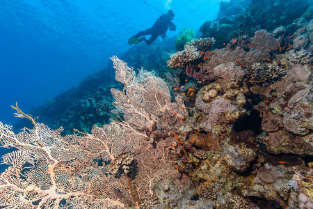 扇形珊瑚潜水者