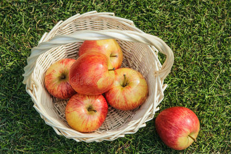 从苹果园收获的美味而有用的作物。
