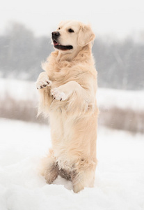 金毛猎犬