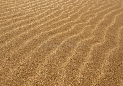 金色沙丘