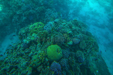 红海的珊瑚礁和鱼