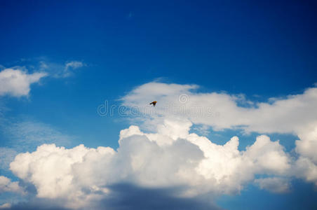 飞向蓝天的鸟