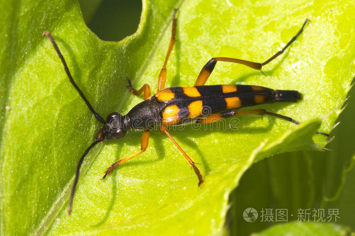 天牛)跳蚤尾翅目普通簇毛茛双尾蜥蜴青色厚壳龟宽尾多毛藻象鼻虫前