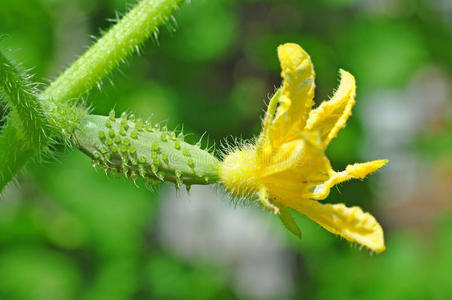 农业 温室 素食主义者 生长 物体 黄瓜 自然 收割 雌蕊