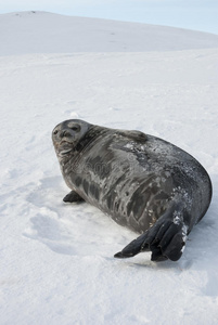 雌性威德尔海豹躺在滑雪坡上。