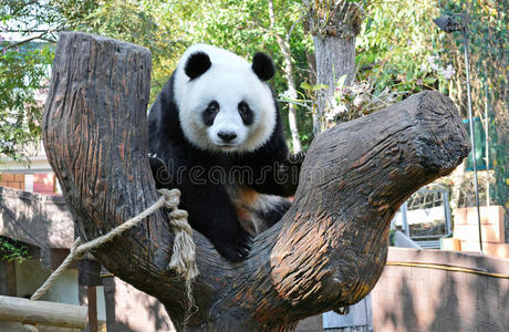 大熊猫临平图片