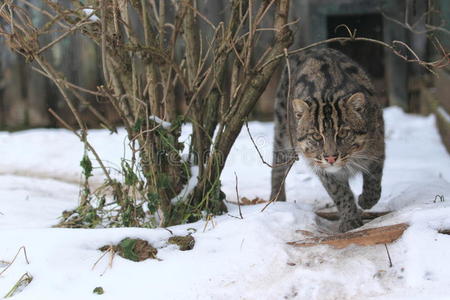 钓鱼猫图片