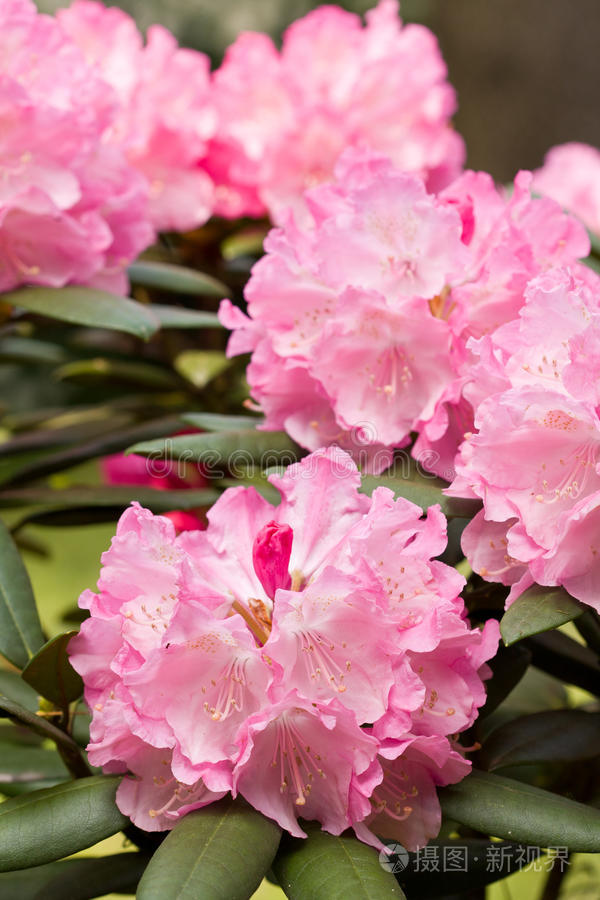 下载小样发票合同问题/举报粉红花蕾宏拍黄百合特写布什玫瑰粉红色