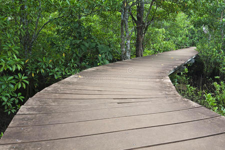 红树林木桥
