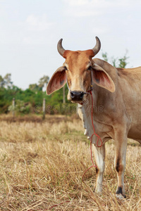 站在田里的泰国母牛图片