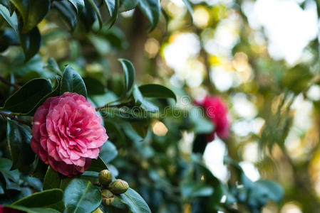 山茶花图片