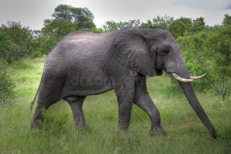 穿过灌木丛的大象