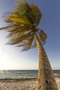 随风随风飘动的棕榈树照片