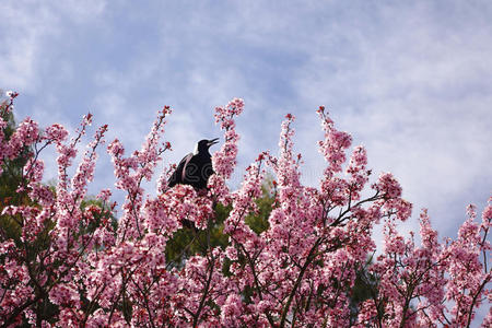 粉红花树上的裸子菊鸟