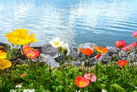 蒙特勒河堤上的花山日内瓦湖照片