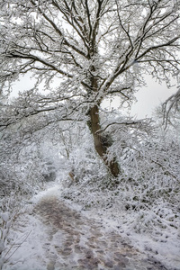 覆盖着雪的公园里的小径