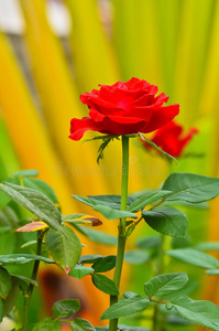 艺术 优雅 美女 芳香 开花 灌木 花束 花园 领域 颜色