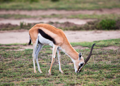 非洲大草原上的汤姆森瞪羚