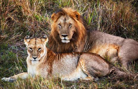 雄狮和雌狮。非洲坦桑尼亚塞伦盖蒂野生动物园
