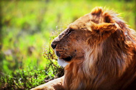 热带草原上的年轻成年雄狮。非洲坦桑尼亚塞伦盖蒂野生动物园