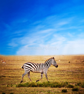 非洲大草原上的斑马。