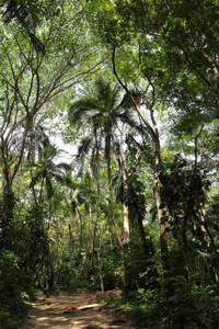 加勒比海热带森林