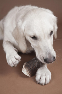 金毛猎犬啃骨头图片