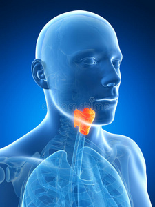 男性突出喉部喉和气管疼痛的咽喉说明有经验的耳鼻喉科医生做耳朵考试