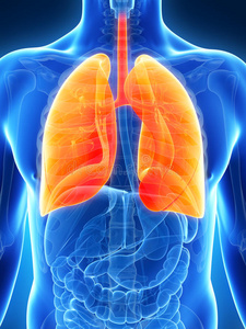 荷尔蒙突出图片