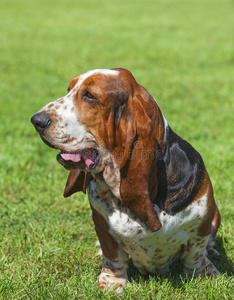 青草上纯种巴塞特猎犬的肖像