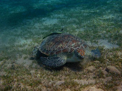 海龟吃海草