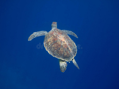 海龟到山顶