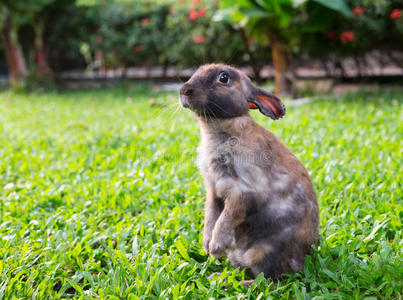 花园草地上的小兔子