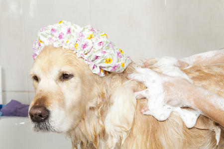 给狗洗澡图片