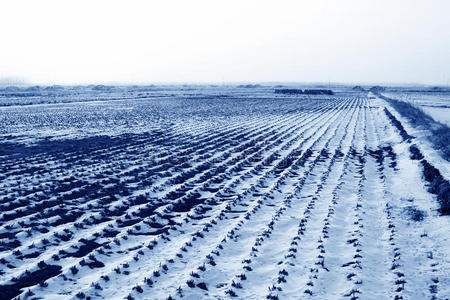 雪地稻田自然风光图片