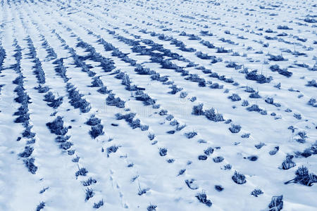 雪地稻田自然风光图片