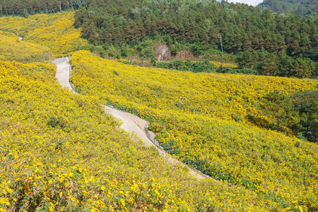 黄花田